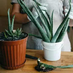 Jak uprawiać aloes - proste błędy, których musisz unikać