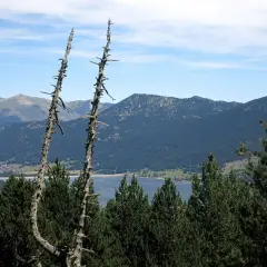 Dos árboles secos se alzan sobre un paisaje de **Alta Cerdanya** con montañas, un lago y pinos verdes.