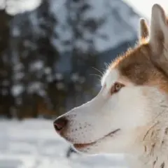 Ile km dziennie potrzebuje husky? Sprawdź, jak zadbać o jego zdrowie i kondycję