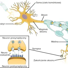 Schemat budowy neuronu: dendryty, soma, akson z osłonką mielinową, zakończenie aksonu i synapsa. W powiększeniu neuron presynaptyczny z neuroprzekaźnikami.
