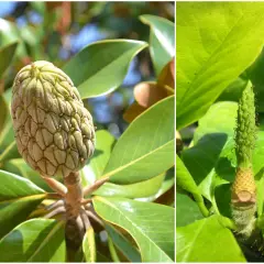 Dwa zbliżenia na zielone, szyszkowate owoce magnolii. Na lewym zdjęciu widać dojrzały owoc, a na prawym młody, rozwijający się. Owoce magnolii jadalne są rzadkością.