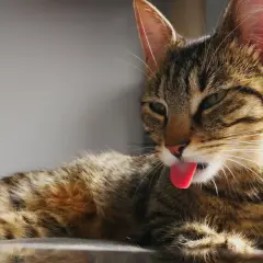 A tabby cat with its tongue sticking out, lying down.