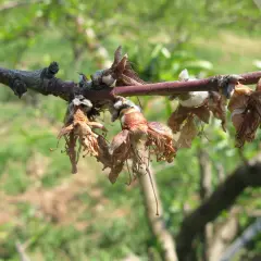 Rami di albicocco colpiti da monilia, con fiori secchi e marci che pendono.
