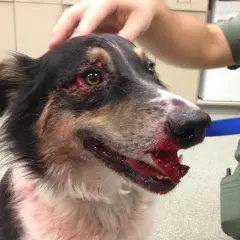 Chien blessé au visage, possible traumatisme cranien. Saignements importants autour des yeux et de la gueule.