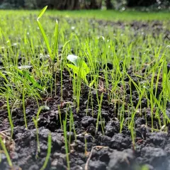 Młode, zielone rośliny pastewne wyrastają z ciemnej ziemi, tworząc obiecujący zielony dywan.