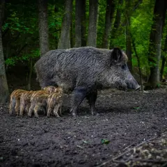 Samica dzika z warchlakami w lesie. Zastanawiasz się, ile waży duży dzik? Nawet 200 kg!