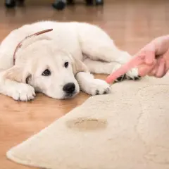 Un cachorro de golden retriever mira con culpa mientras le señalan una mancha en la alfombra, evidencia de un perro meando.