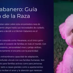 Un adorable Bichón Habanero, con su pelaje blanco y ojos expresivos, mira a la cámara.