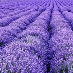 Reihen von duftendem Lavendel, eine Inspiration für jeden Lavendel Garten Ideen.