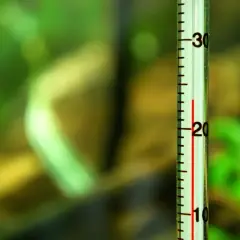 Ile stopni w akwarium? Kluczowe temperatury dla zdrowych ryb