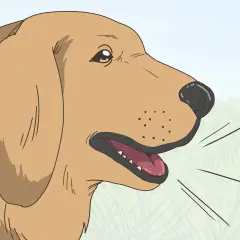 Un perro marrón con la boca abierta, quizás explicando porque suspiran los perros.