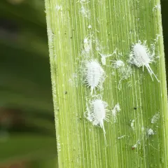Insetti minuscoli bianchi, simili a batuffoli di cotone, si muovono su una foglia verde.