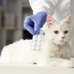 Veterinario presenta pastillas de ibuprofeno para gatos.