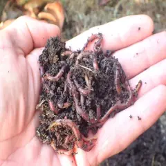 Garść ziemi z żyjącymi w niej dżdżownicami, czyli dendrobenami, które pomagają w kompostowaniu.
