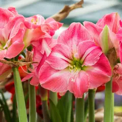 Amaryllis quando fiorisce: un tripudio di petali rosa striati di bianco, con stami gialli che spuntano dal centro.