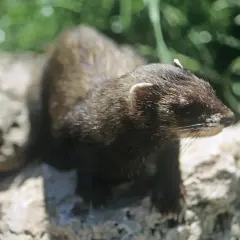 En iller i Sverige, med sin mörka päls och nyfikna blick, sitter på en sten bland grönska.