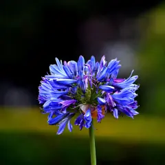 Une magnifique agapanthe en pleine floraison, ses pétales bleus éclatants se détachant sur un fond flou de verdure.