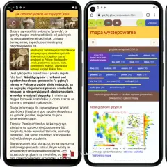 Najlepsza aplikacja gdzie są grzyby - poznaj tajniki zbierania grzybów