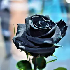 Una rosa nera, simbolo di mistero e passione. Il suo significato evoca un amore profondo e indimenticabile.