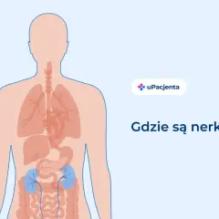 Ilustracja pokazuje ludzkie ciało z zaznaczonymi narządami wewnętrznymi. Widoczne są płuca, serce, trzustka i jelita. Dwie niebieskie struktury w dolnej części brzucha to nerki. Pytanie "Gdzie są nerki?" sugeruje, że obraz ma na celu edukację na temat ...