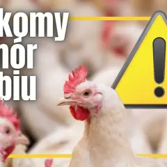 Ostrzeżenie o rzekomym pomorze drobiu. Na pierwszym planie białe kury, w tle kolejne ptaki. Obok żółty trójkąt z wykrzyknikiem.