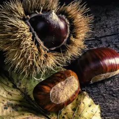 Maronen in ihrer stacheligen Hülle, daneben zwei glänzende Früchte auf einem Herbstblatt. Die Frage, wie lange Maronen kochen, beschäftigt jeden Herbstsammler.