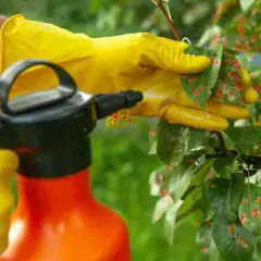 Kiedy opryskiwać drzewa owocowe, aby uniknąć chorób i szkodników?