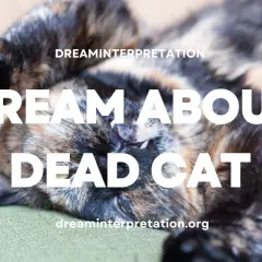 Un gato atigrado duerme boca arriba. El texto dice "DREAM ABOUT DEAD CAT", sugiriendo que podrías soñar con gatos muertos.