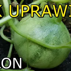 Jak uprawiać melony: proste sposoby na zdrowe plony w ogrodzie