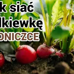 Jak siać rzodkiewkę w doniczce, aby uniknąć najczęstszych błędów