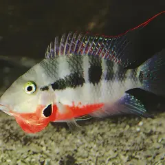 Färgglad fisk med röd strupe och svarta fläckar. Kanske trivs den i Linköpings vatten med rätt hårdhet.