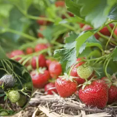 Zgnita truskawka w okręgu, obok zdrowe owoce. Problem szkodników truskawek.