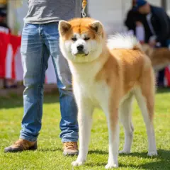 Un majestuoso perro japonés Akita, con su pelaje rojizo y blanco, posa orgulloso junto a su dueño en un día soleado.