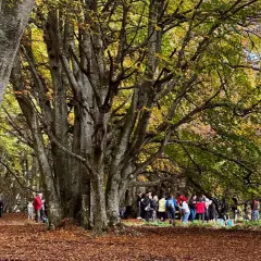 Un sentiero nella faggeta di Canfaito, con foglie autunnali a terra e un gruppo di persone che passeggia tra gli alberi maestosi.