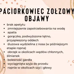 Objawy paciorkowca u konia: brak apetytu, gorączka, obrzęk ślinianek, ropnie w okolicach szyi.