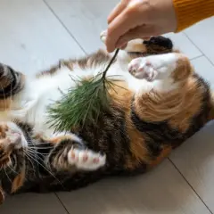 Un gato atigrado se revuelca en el suelo, con las patas en el aire, mientras una mano le hace cosquillas con una ramita de pino.