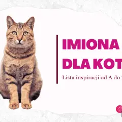 Siedzący kot, obok tekst "IMIONA DLA KOTA. Lista inspiracji od A do Z!".