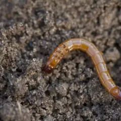 Pomarańczowy drutowiec, larwa chrząszcza, pełzająca po wilgotnej ziemi.