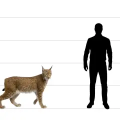 Ein Luchs-Tier steht neben einer menschlichen Silhouette, die Größenverhältnisse verdeutlichen. Der Luchs erreicht etwa die Hüfthöhe eines durchschnittlichen Mannes.