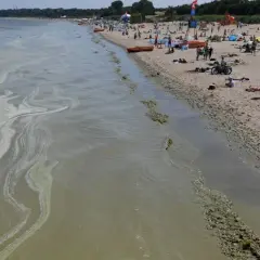 Jak wyglądają sinice w Bałtyku i jakie niosą zagrożenia zdrowotne