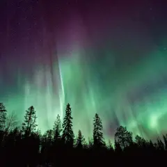 Niesamowite zorze polarne tańczą na fioletowo-zielonym niebie nad ciemnym lasem.