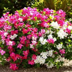 Un buisson de laurier rose en pleine floraison, avec des fleurs roses et blanches éclatantes. Un bon engrais a permis cette magnifique floraison.