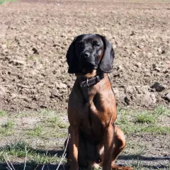Posokowiec bawarski siedzi na tle zaoranego pola, gotów do tropienia.