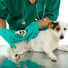 Veterinario con guantes revisa a un perro para saber como quitar garrapatas.