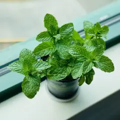 Zielona, bujna mięta w doniczce na parapecie. Jej świeże liście kuszą aromatem.