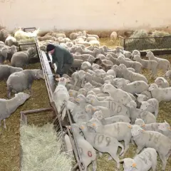 W zagrodzie dla owiec pracownik karmi stado. Owce są gęsto zgromadzone na słomie, niektóre mają numery namalowane na sierści.