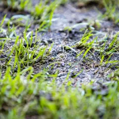 Germogli verdi spuntano dal terreno umido, simbolo di rinascita e del significato della germinazione.