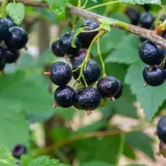 Dojrzałe, błyszczące owoce czarnej porzeczki na gałązce, gotowe do zbioru. Uprawa czarnej porzeczki w pełni lata.