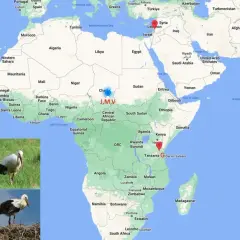 Bociany odlatują do Afryki. Mapa pokazuje ich trasę z Europy do Kenii i Tanzanii, z zaznaczonymi punktami J,M,V w Czadzie.