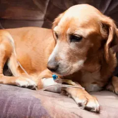 Chien brun pâle allongé, recevant une perfusion intraveineuse. Il semble fatigué, peut-être souffrant de la maladie de Crohn.